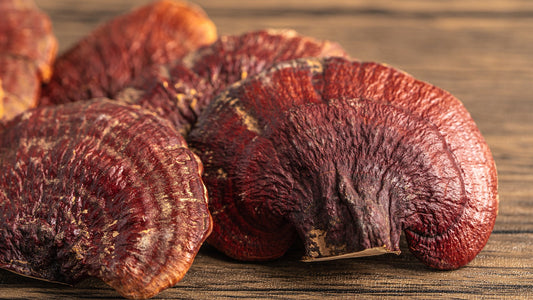 Beneficio de Reishi